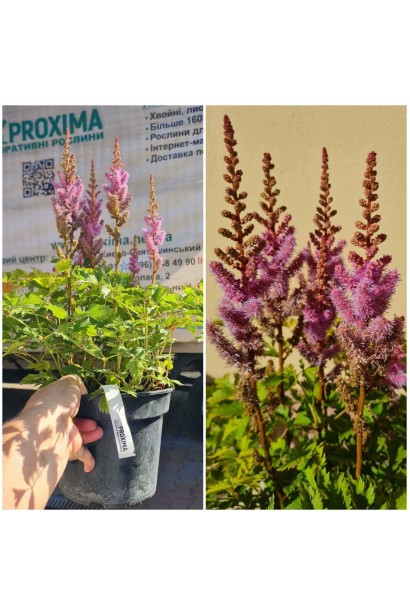 Астильба китайська 